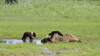 Cubs Annoy Mama Bear