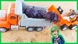 Trucks | Dump Truck Delivers Sea Urchins