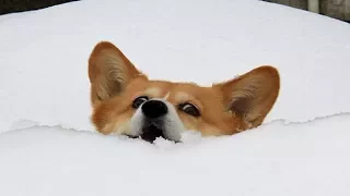 Funniest Dogs In Snow Compilation - Dogs Rejoice In The Snow