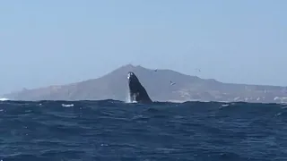 Whales in Cabo! Taken Feb. 2024.