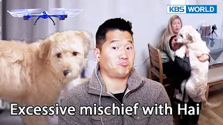 The son picks Hai up with force and he gets uneasy [Dogs are incredible EP155-1]|KBS WORLD TV 230130