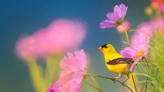 Peaceful Instrumental Music, Relaxing Nature music 'Song Birds of Morning" By Tim Janis