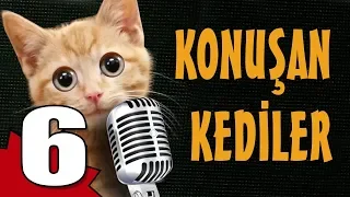 Konuşan Kediler 6 - En Komik Kedi Videoları