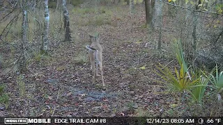 Trail Cam #8 Footage in Long Branch Park- Orlando Florida -December 2023