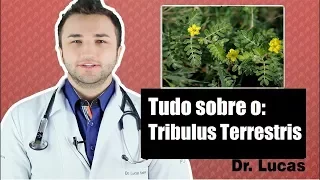 Tribulus Terrestris Funciona? Causa queda de Cabelo? - Dr Lucas Fustinoni