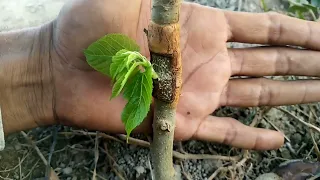 How to graft mulberry tree ||root grafting. Mulberry grafting techniques | #Shehtoot grafting