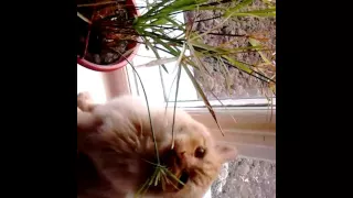 Рыжий кот ест цветок! РЖАЧ! Смотреть до конца!