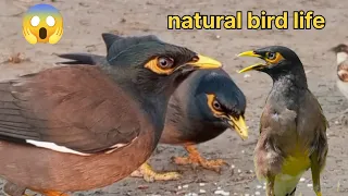 world beautiful Bird eating food