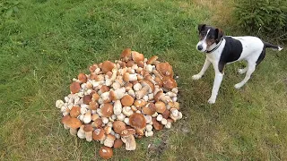 Plantations of porcini mushrooms in the thickets of the Carpathians... This is a must see!!!