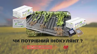 Чи варто застосовувати інокулянт для сої?