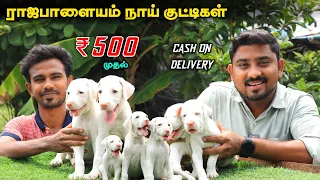Native Dogs சிப்பிபாறை, கோம்பை, கன்னி | Puppies For Sale | Vino Vlogs