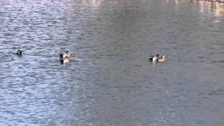 American Widgeon Ducks Squabbling