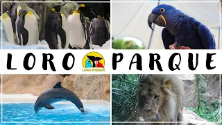 Tenerife Zoo - Loro Parque 🇪🇸🦁🐒🐬🦍