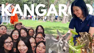 STUDENT'S LIFE IN BRISBANE, THE UNIVERSITY OF QUEENSLAND, VISITING LONE PINE KOALA SANCTUARY