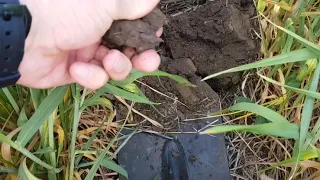 Что выбрать? No-till ? Классика? Серия 3.  Осмотр посевов