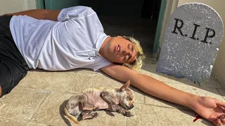 ANTO E IL NOSTRO CAGNOLINO SONO MORTI?!…💀😭 *vinci piange*