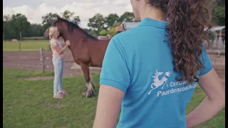 Wat is paardencoaching? Door het Centrum Voor Paardencoaching