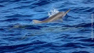 Встреча с дельфинами. Мальдивы. [Surfholidays, серфинг]