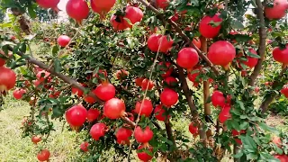 Export oriented Pomegranate Cultivation