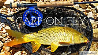 ROADSIDE Carp on the FLY (THEEWATERSKLOOF)