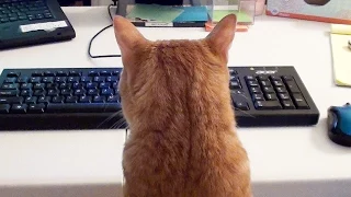 What it's like to Work with Cats!