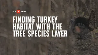 Finding Turkey Habitat With The Tree Species Layer