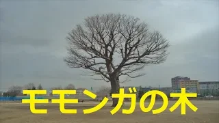 【北海道観光】札幌市立真駒内曙中学校に立つ「モモンガの木」を見てきました　♪