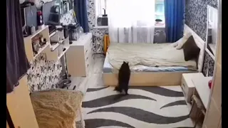Mommy Cat Fixing the Bed after her kitten messes it up