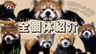 【国際レッサーパンダデー】飼育員撮影の特別映像でレッサーパンダに癒されよう