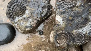 Finding some amazing fossils whilst fossil hunting in Yorkshire, England on the Holderness Coast