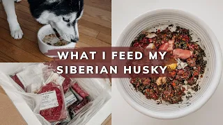 Best Food for Siberian Huskies | From Kibble to Raw Diet