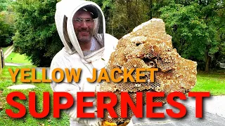 Yellow Jacket SUPERNEST | MASSIVE Yellow Jacket Nest Removal | Wasp Nest Removal