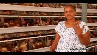 Poultry Cages in Kenya - English Subtitles