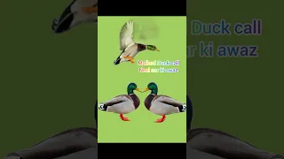 Mallard call hunting/Mallard Duck sound /Neel sar ki awaz/Murgabi ki awaz