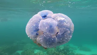 💙beautifful ocean underwater world/подводный мир океана/relax music