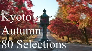 京都の紅葉80選 : The 80 Best Autumn Leaves Spots In Kyoto.