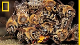 Le redoutable système de défense de l'abeille japonaise face à un frelon