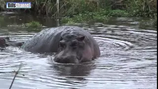 Разъяренный бегемот гонится за человеком!!!