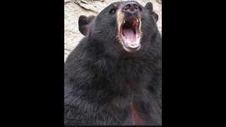 The Tragic Bear Attack At Liard Hotsprings