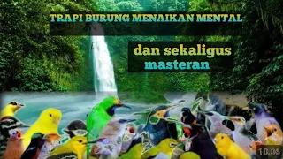 TERAPI AIR untuk semua burung macet bunyi, menambah burung semakin gacor dor. TANPA DOPING