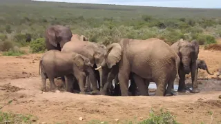 Addo Elephant National Park: Baby elephant challenges grumpy warthog