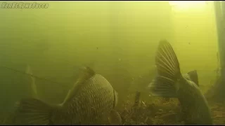 Что происходит под водой когда не клюёт !