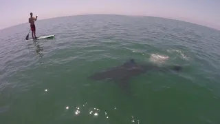 Paddleboarders encounter Great White Shark