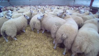 Shearing 2017