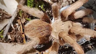 Unboxing Tarantulas | From Hardcore Arachnids / Tom Patterson