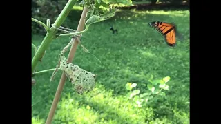 Monarch and Swallowtail butterflies employ drastically different techniques for taking off.