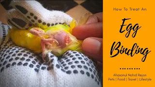 Egg Binding in Birds || How To Treat an Egg Binding || Egg Binding Treatment