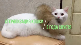 СТЕРИЛИЗАЦИЯ КОШКИ. 3 ГОДА СПУСТЯ...Жизнь после операции.