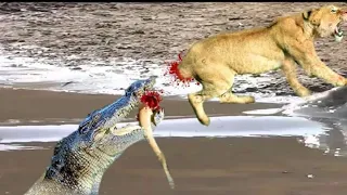 Extreme Fight Lion Vs Crocodile, Wild Animals Attack, Lion Attack Crocodile!!
