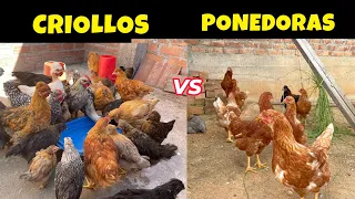 Ventajas de criar gallinas criollas vs ponedoras